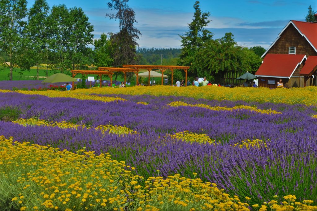 Purple Haze Lavender Farm