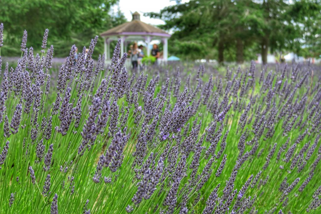 Martha Lane Lavender Farm