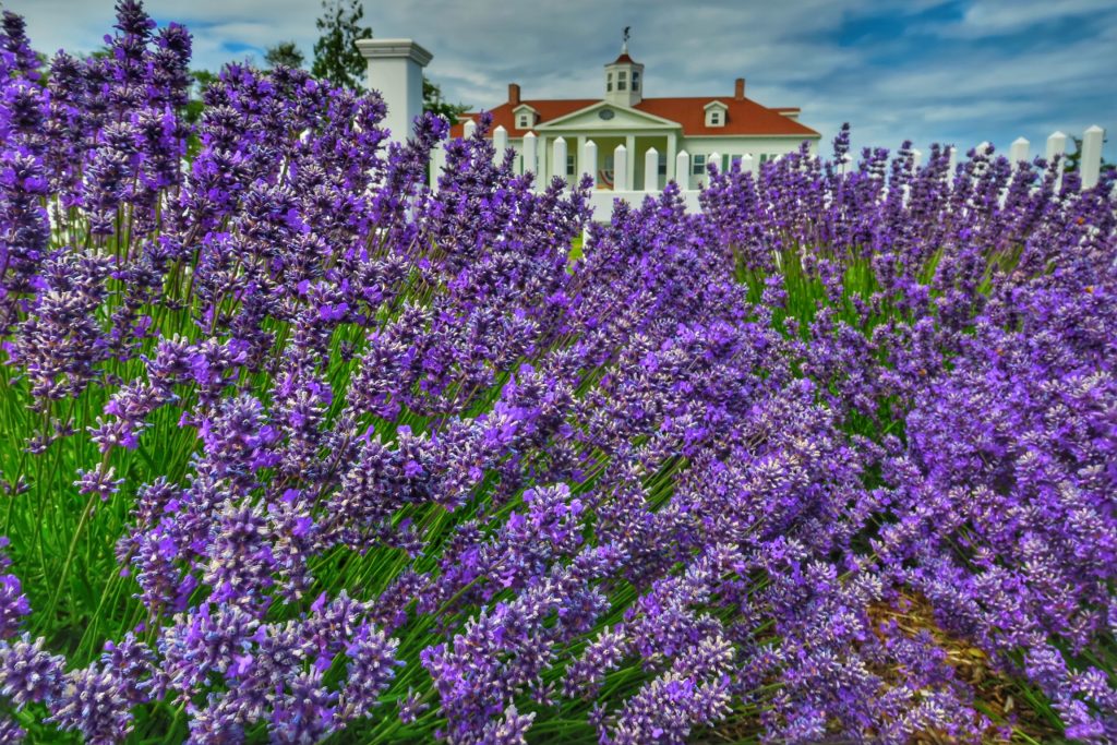Washington Lavender Farm